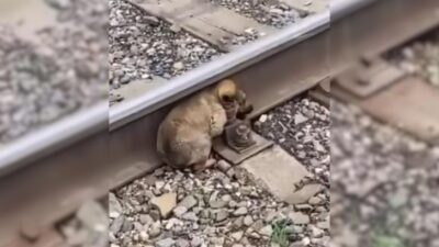 From Tracks to Triumph: The Story of Two Abandoned Pups Who Found Hope