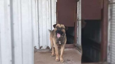 From Death Row to Dream Home: Logan the Dog Finds His Forever Family