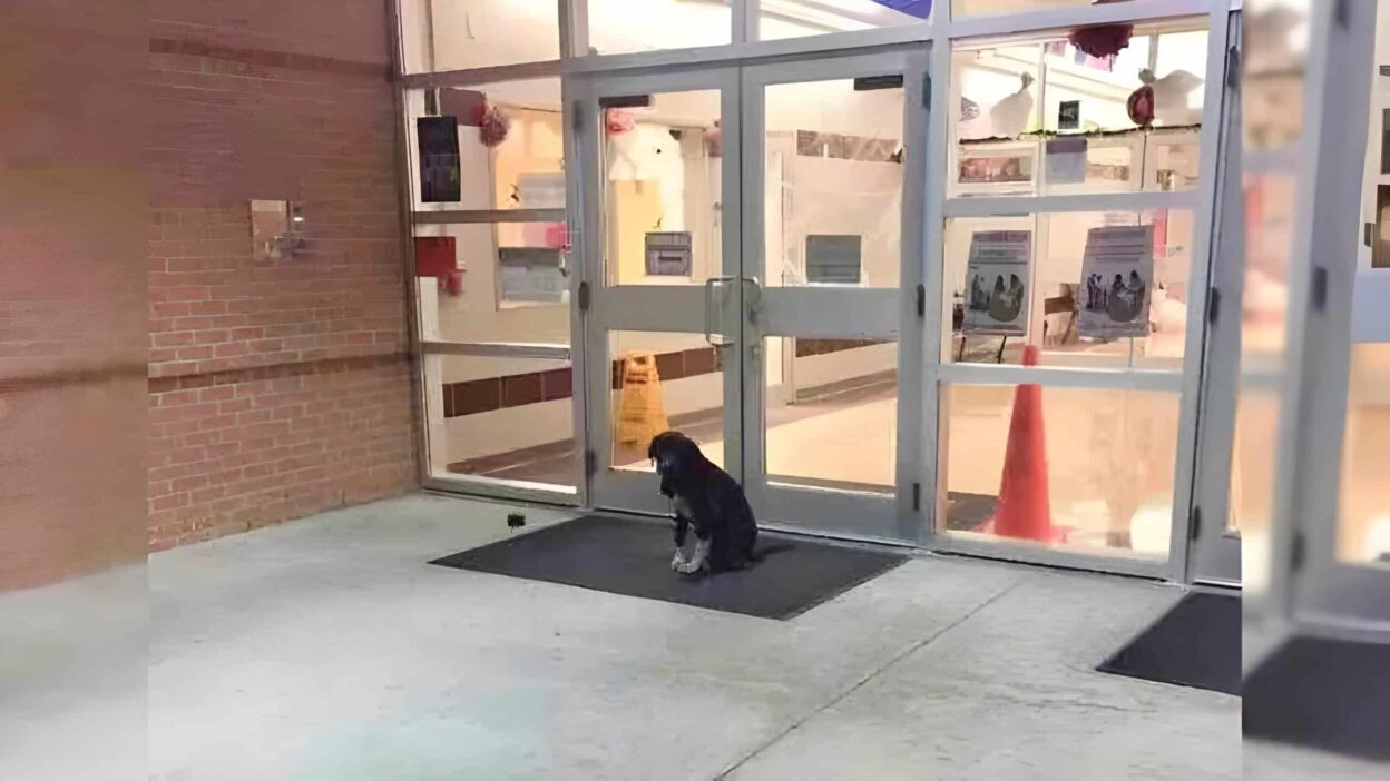 Lost Dog Who Visited School Every Day Finally Gets the Help He Needs