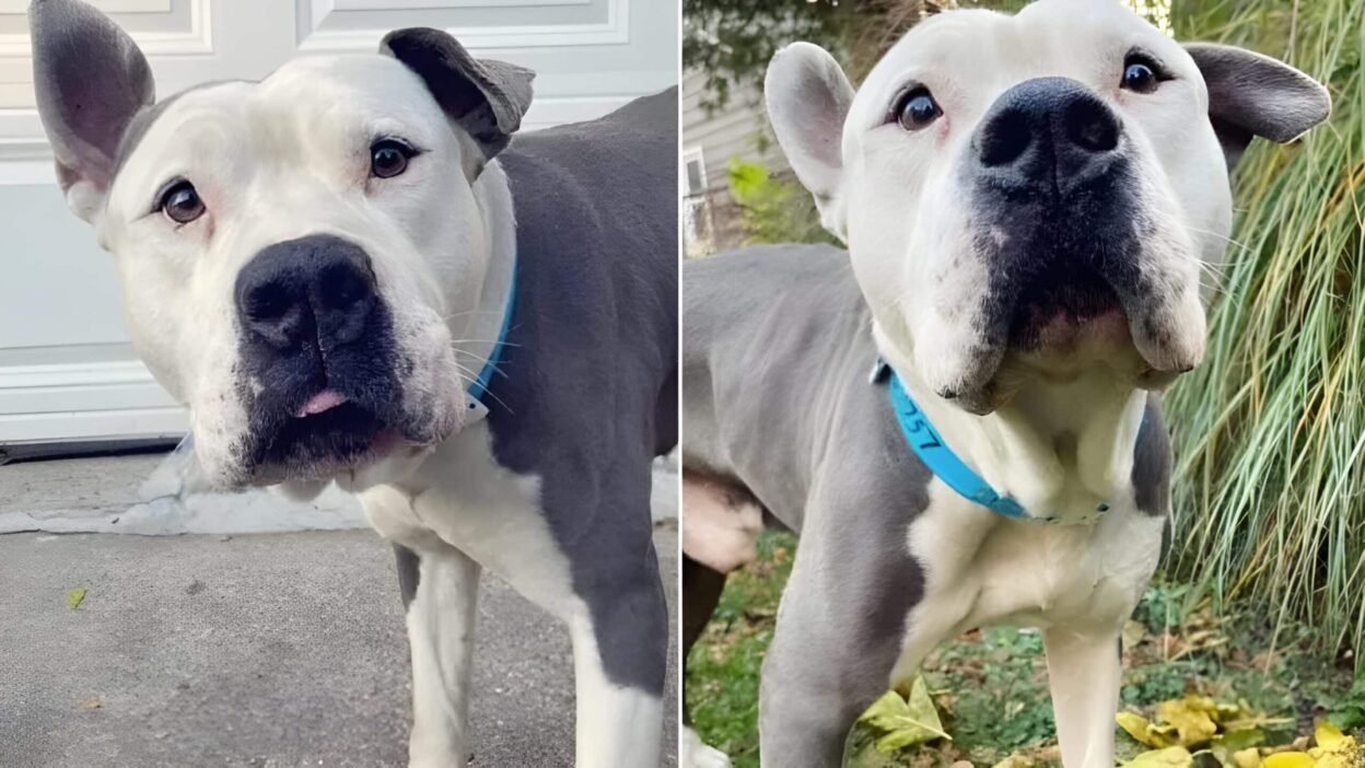 Woman Rushes To Shelter To Save Senior Dog From Euthanasia