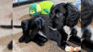 6 Legged Puppy Cruelly Dumped in a Car Park Finds Love and a Forever Home