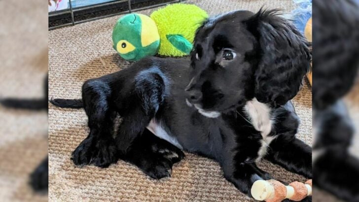 6 Legged Puppy Cruelly Dumped in a Car Park Finds Love and a Forever Home