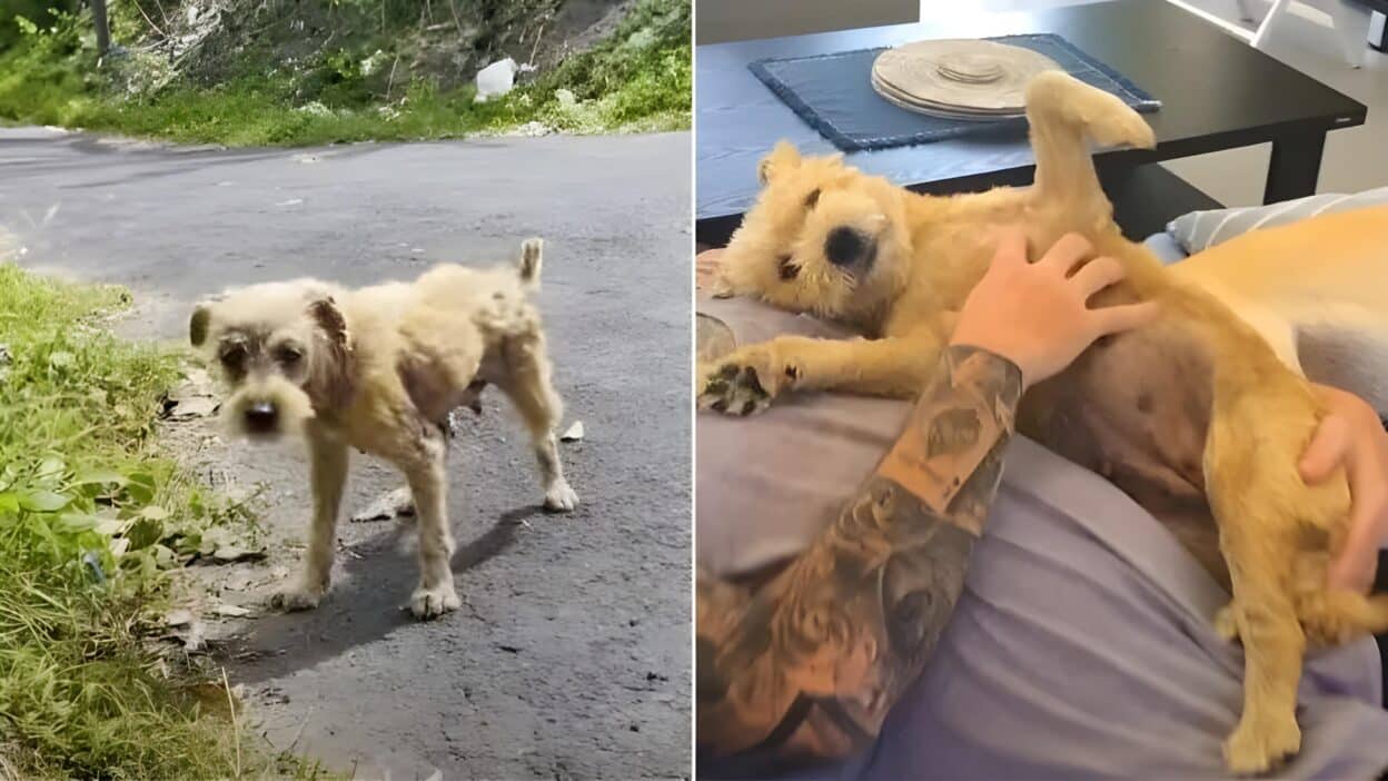 From Fear to Forever: Matted Puppy Blossoms After Heartwarming Rescue