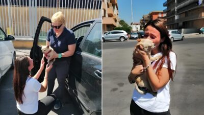 Eight Years Apart: Little Chihuahua Reunites With Her Family Against All Odds