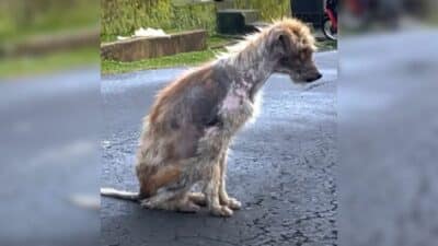 Rescuers Saved a Malnourished and Sick Dog Only to Learn Something Shocking About Him