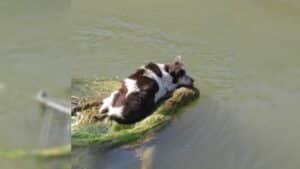 Miracle Rescue: 10-Year-Old Chihuahua Mix Saved From Canal Peril