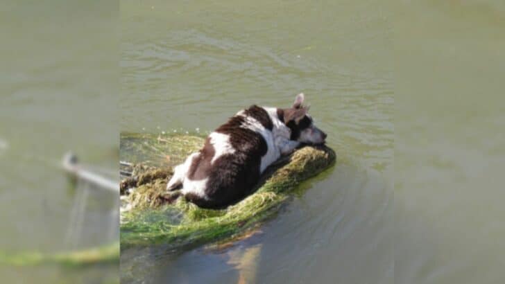 Miracle Rescue: 10-Year-Old Chihuahua Mix Saved From Canal Peril