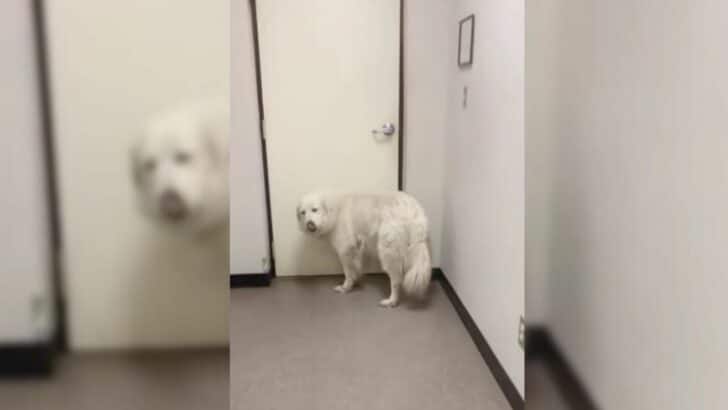Surrendered Dog Waits At The Shelter Door In Hope That Her Family Would Return For Her