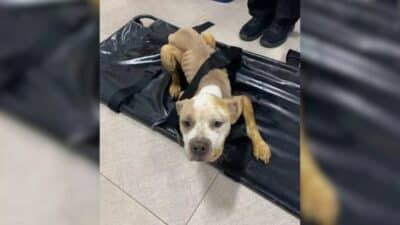 Abused Pup Rescued in New York Begins Her Journey to Healing