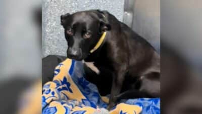 Zelda's Second Chance: Heartbroken Pup Waits for Forever Home