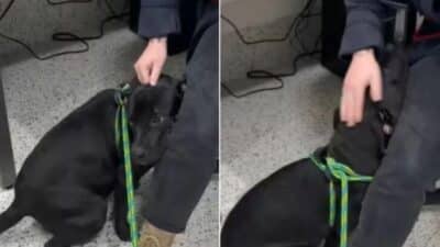 T-Rex Scared For Euthanasia Tried To Hide Behind A Worker