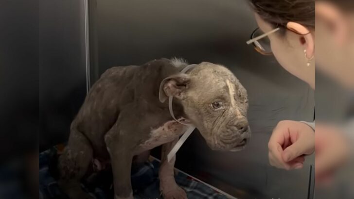 California Rescuers Transform Neglected Pup with Heartwarming Makeover