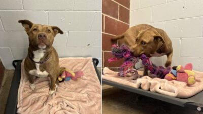 The Last Pup Left Behind: Frito's Heartwarming Tale of Hope