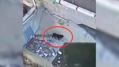 Terrified Puppy Found at California Recycling Center Finally Gets the Love He Deserves