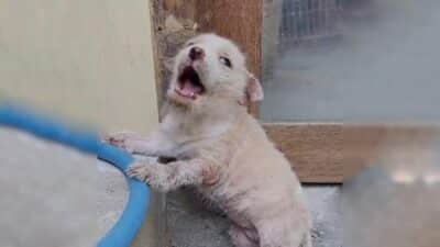 From Market Tears to Tail Wags: Willow's Journey to a Loving Home
