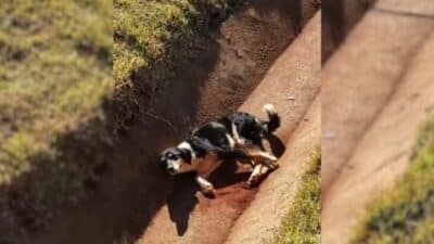 Injured Dog Wagged His Tail in a Drain Until Help Arrived