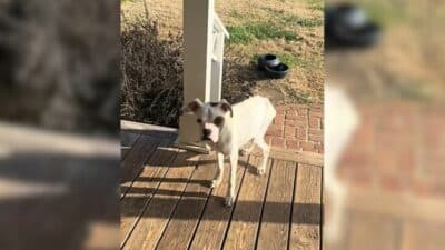 Desperate Dog in Need Finds Hope on a Stranger's Porch