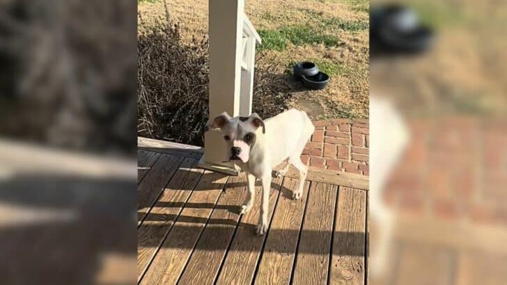 Desperate Dog in Need Finds Hope on a Stranger's Porch