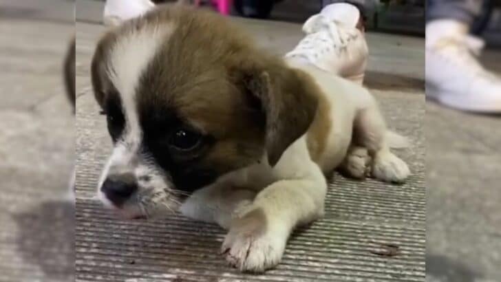This Injured Pup Begging For Help Was Ignored But Then His Kind Rescuers Rushed To Help