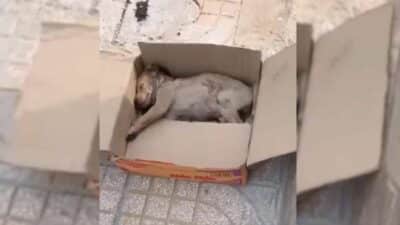 From Abandoned Box to Loving Arms: Lucky the Puppy Finds Hope