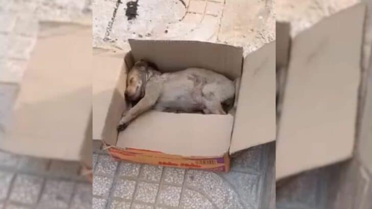 From Abandoned Box to Loving Arms: Lucky the Puppy Finds Hope