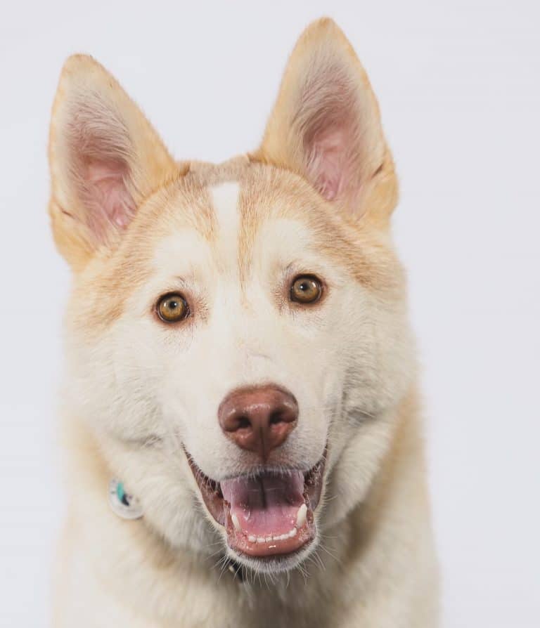 Cute dog with white background 768x894