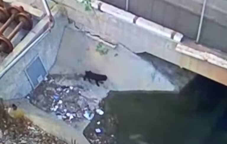Dumped dog 768x488