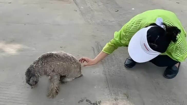 Man Noticed A Disabled Stray Dog Standing In The Middle Of The Road And Decided To Help 1 728x410