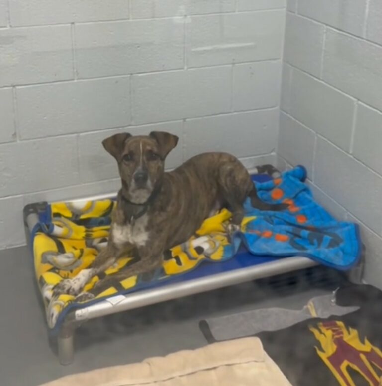 Sweet dog laying down 768x775
