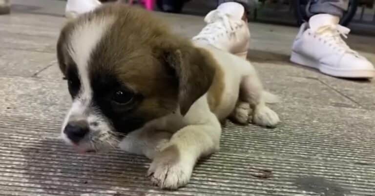 a crying dog is lying on the road 768x403