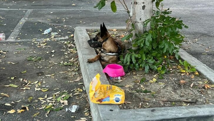 abandoned dog with his belongings 728x410