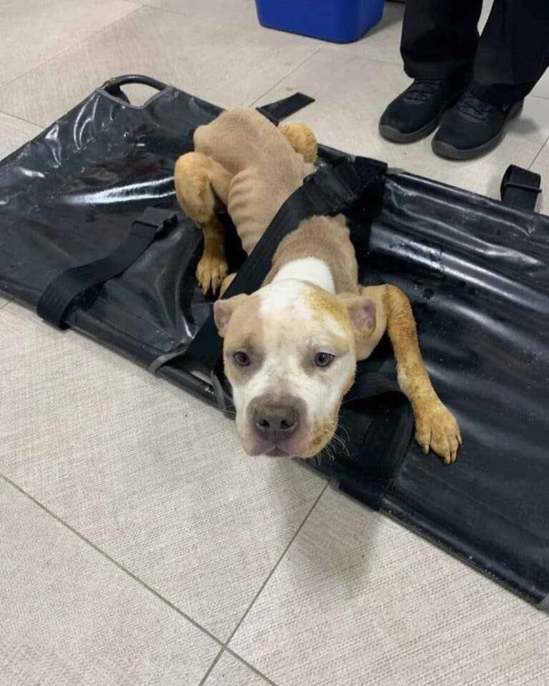 abused dog 768x960