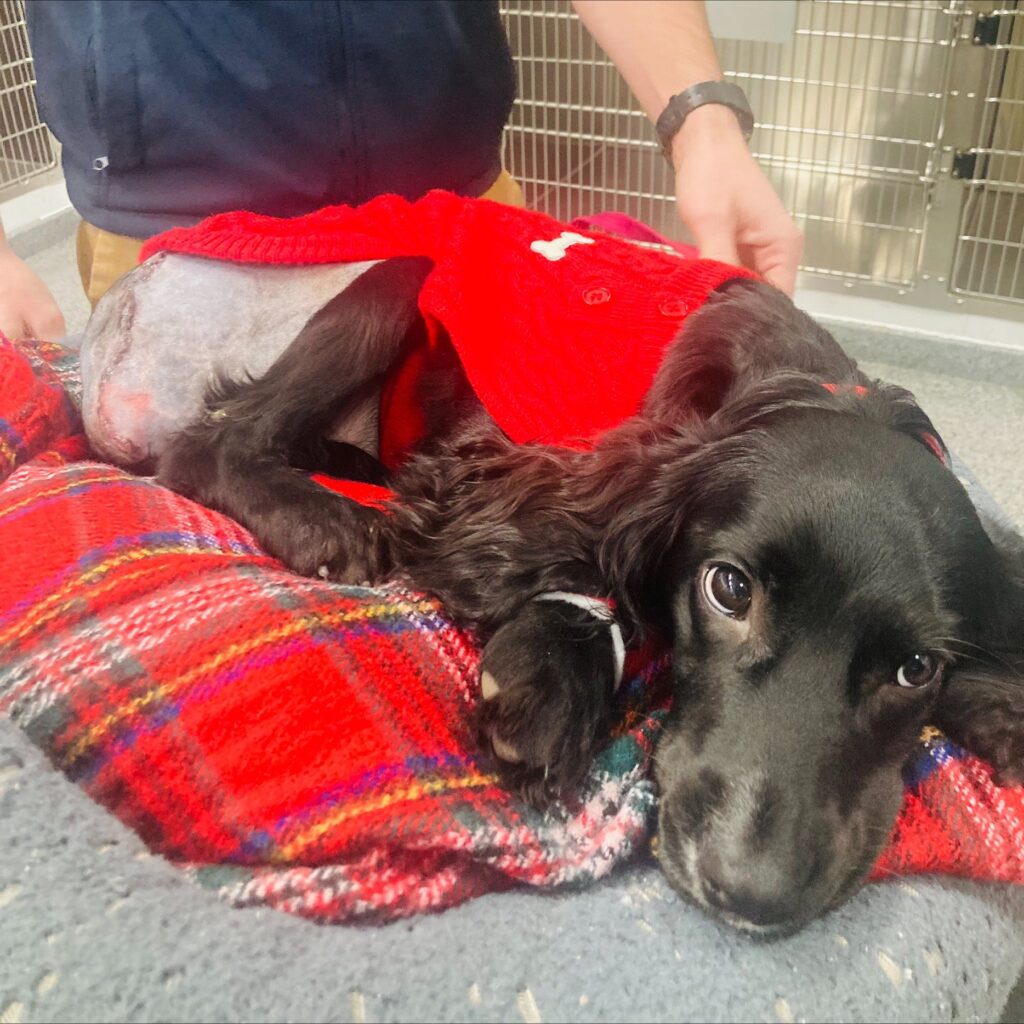 black dog after surgery