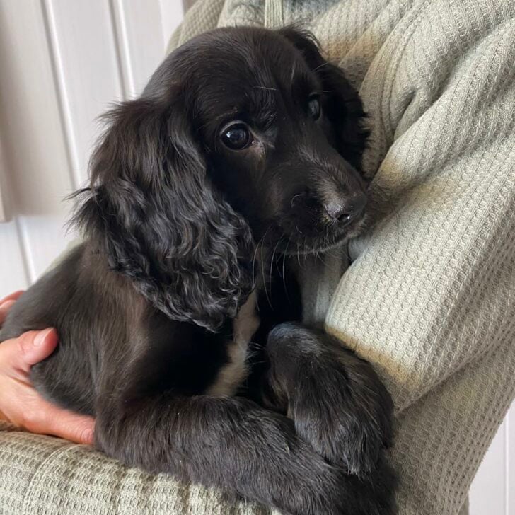 black dog with six legs 728x728