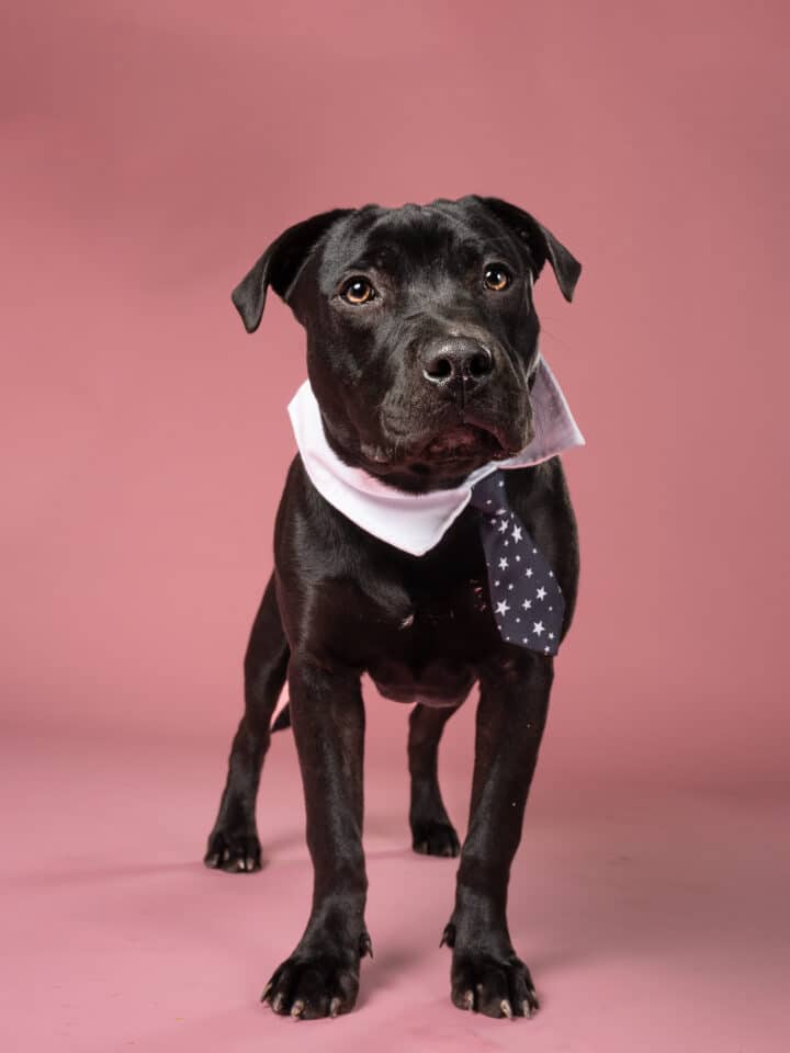 black dog with tie 720x960