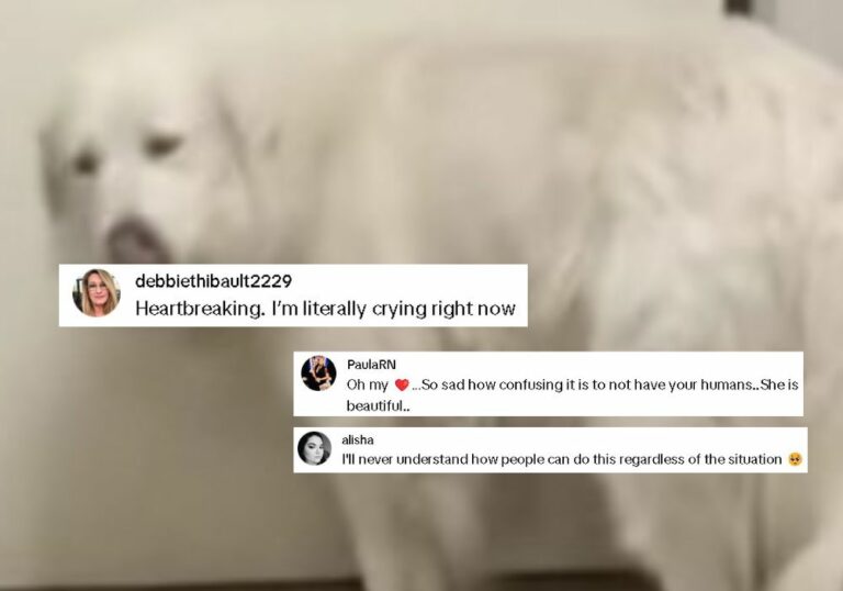 comments on social media platform 768x538
