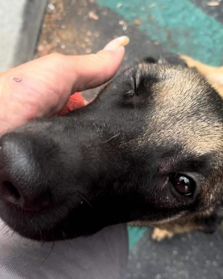 dog being cuddled 768x960