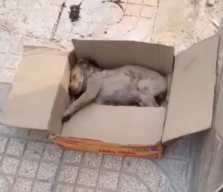 dog in a box 768x659