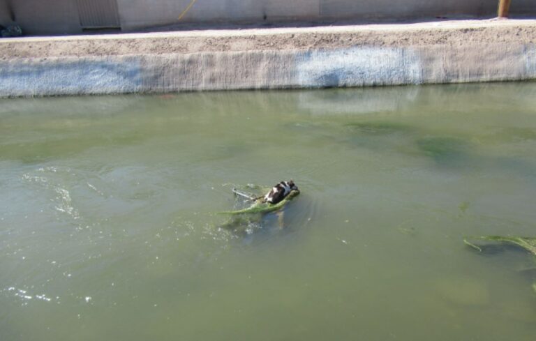 dog in river 768x489