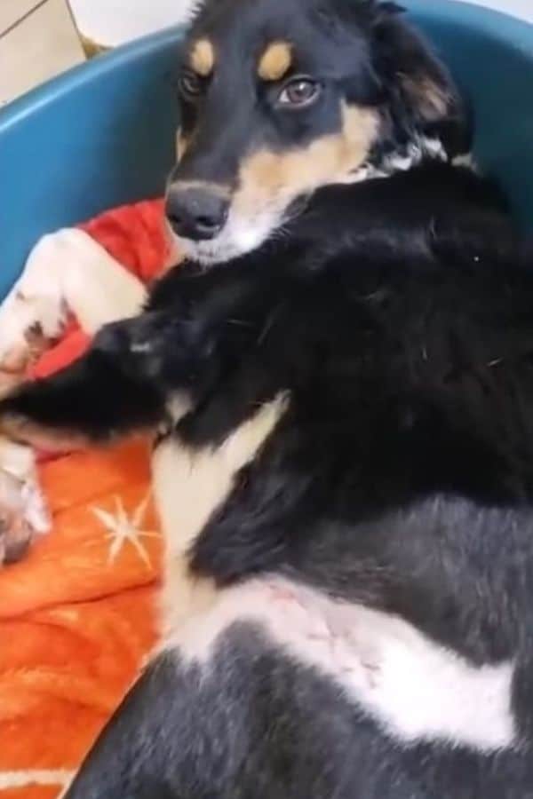 dog lying 1