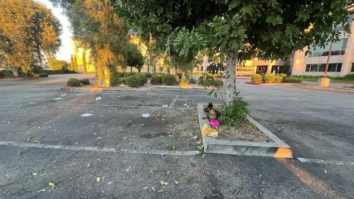 dog lying by the tree 728x410