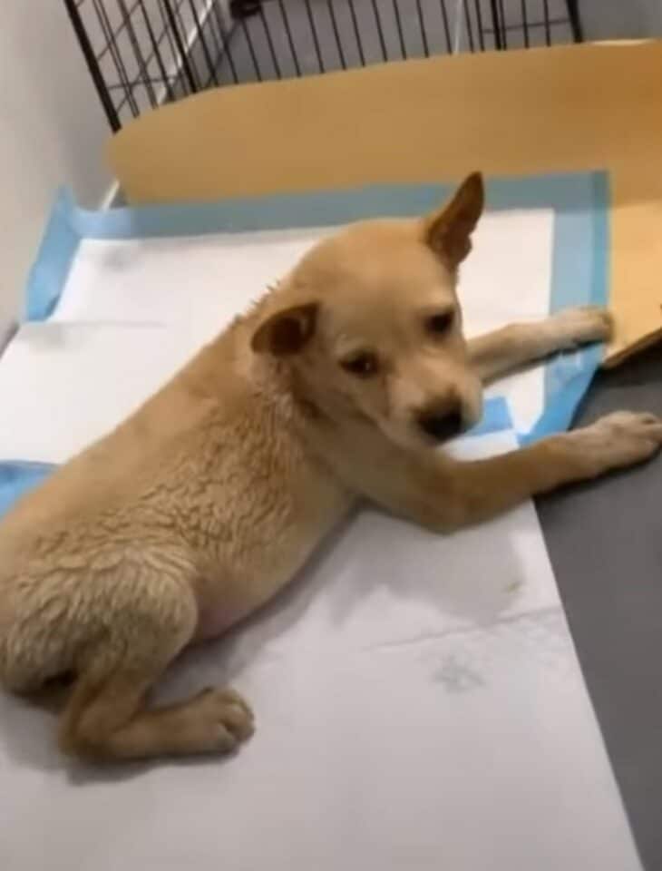 dog on recovery 730x960