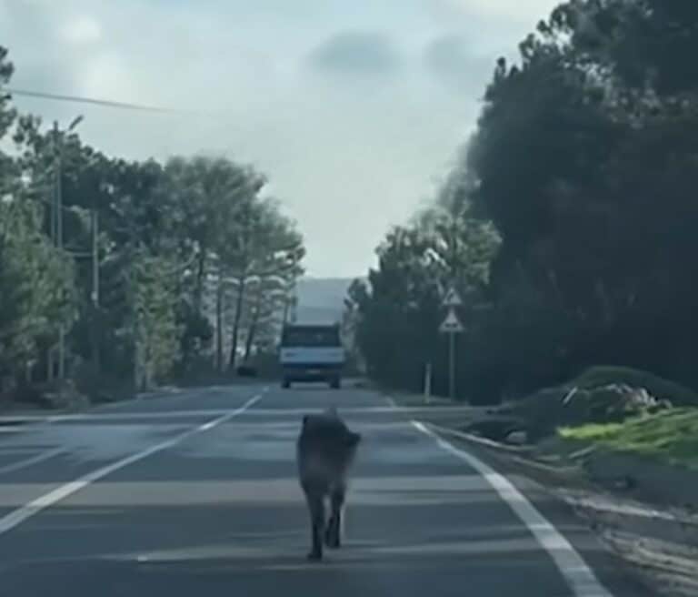 dog running on a road 768x656