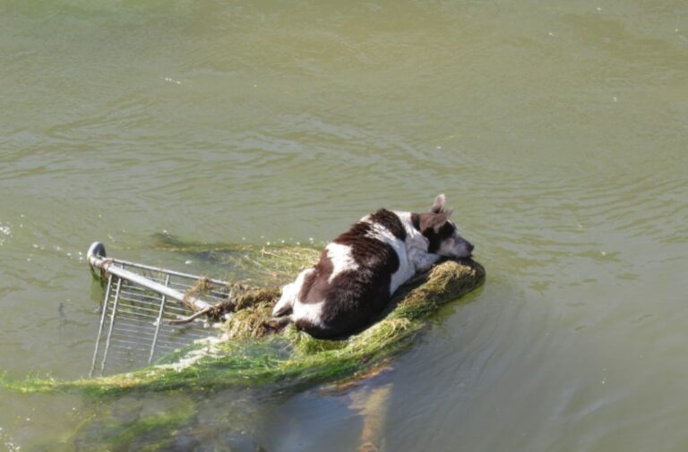 dog stuck in river 768x505