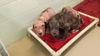 Five Bald Puppies Shower Rescuers with Kisses