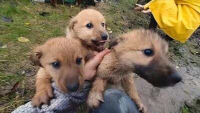 Puppies Pleaded for Rescue and She Couldn’t Ignore Their Cry