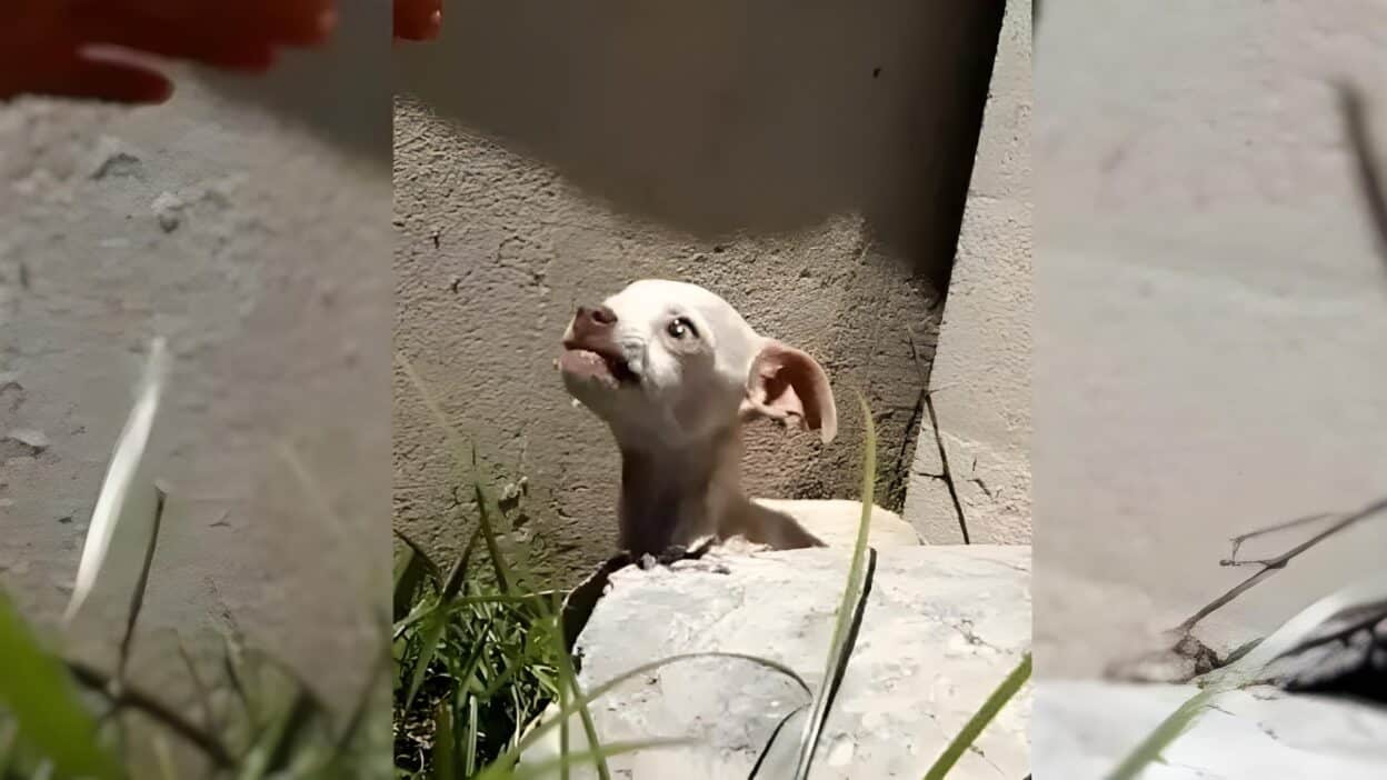 Abandoned Puppy Found Trembling Under a Bridge Finds a Forever Home