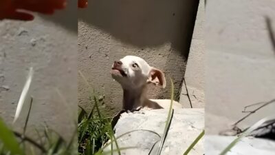 Abandoned Puppy Found Trembling Under a Bridge Finds a Forever Home