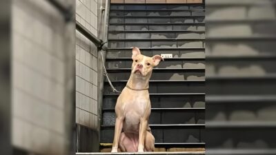 New York Woman Rescues Abandoned Pup Tied to Subway Pole