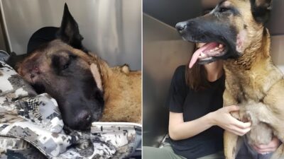 Heroic Belgian Malinois Eva Saves Owner from Mountain Lion Attack